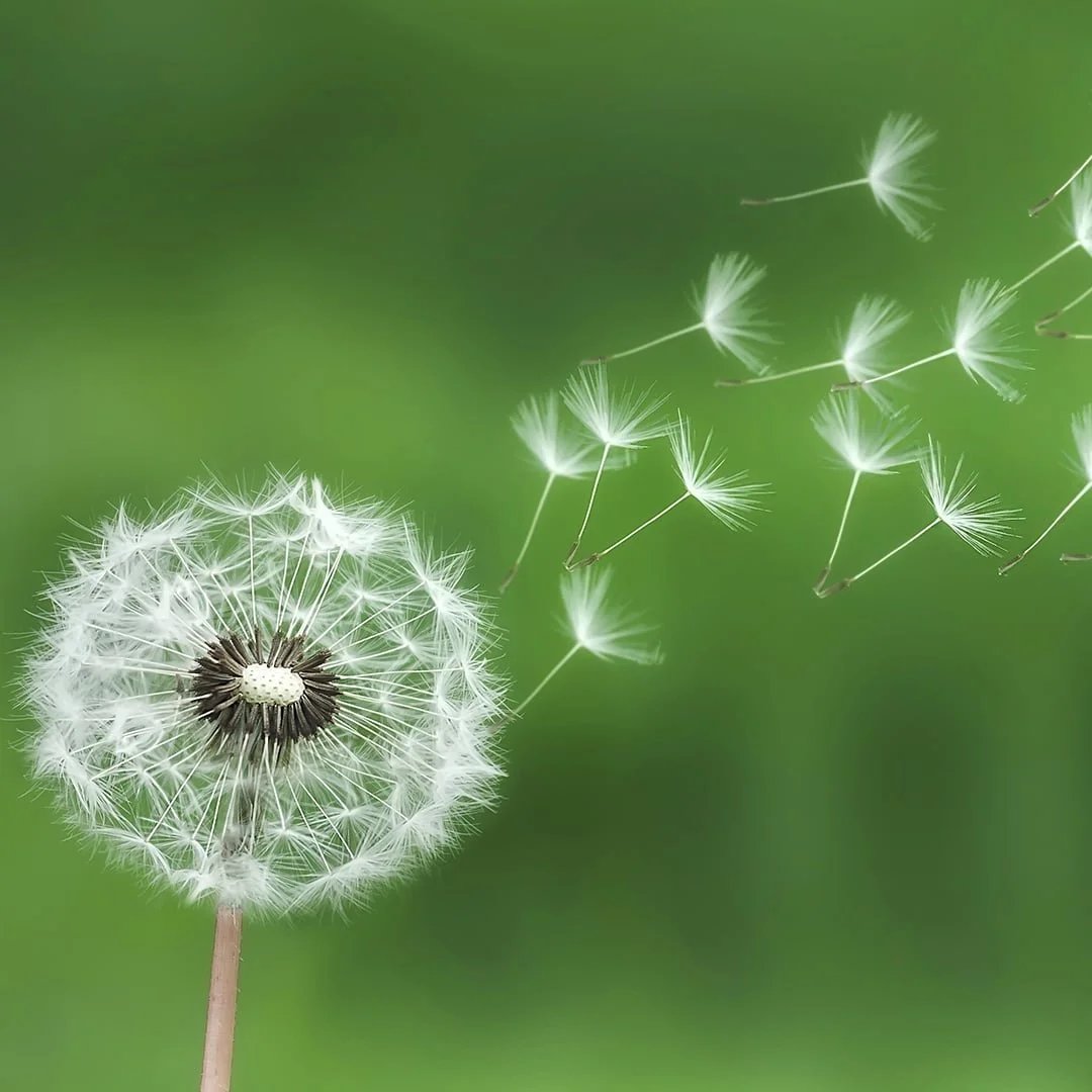 <p>fleeting, short-lived</p>