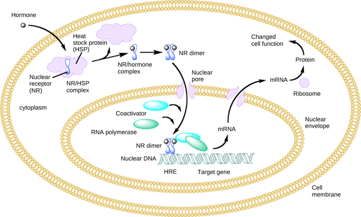 <ol><li><p><span>a lipid hormone crossing the cellular membrane and attaching to the NR/HSP complex. </span></p></li><li><p><span>The complex dissociates, releasing the heat shock protein and a NR/hormone complex. </span></p></li><li><p><span>The complex dimerizes, enters the nucleus, and attaches to an HRE element on DNA, triggering transcription of certain genes.</span></p></li></ol><p></p>