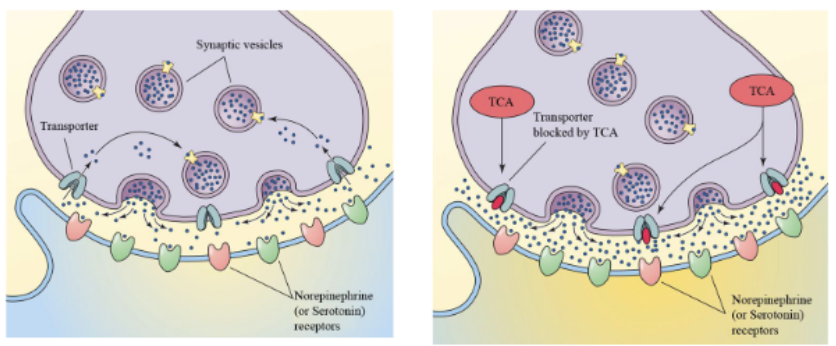 <p>Bind to the presynaptic monoamine transporters and inhibit reuptake of neurotransmitters → longer duration of transmitter action at the synapse.</p><p>Mostly block reuptake of serotonin and norepinephrine, much less dopamine</p>
