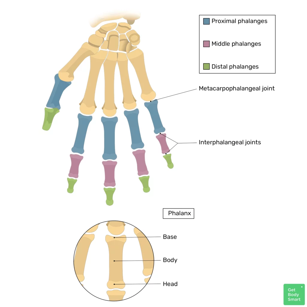 <p>I - Proximal, distal (aka, pollux)</p><p>II - proximal, middle, distal <br>III - proximal, middle, distal <br>IV - proximal, middle, distal <br>V - proximal, middle, distal </p>