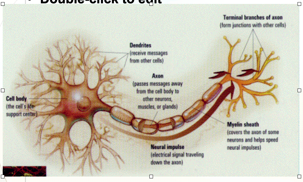 <p>axon</p>