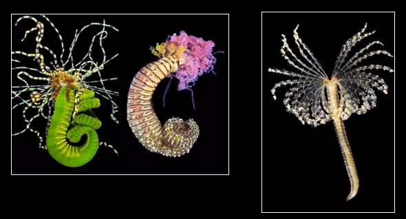 <p>What phylum and class and/or subclass does this belong to?</p>