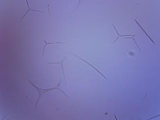 <p>Inorganic skeletal elements labeled B alongside Scypha.</p>