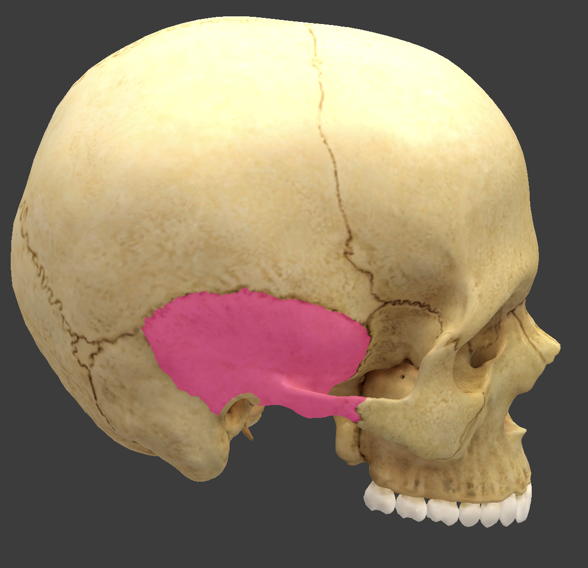 <p>bone/structure highlighted</p>