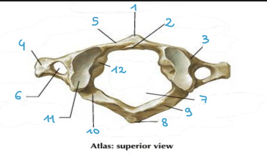 <p>identify structure #2 of the <strong>atlas</strong> vertebrae (superior)</p>