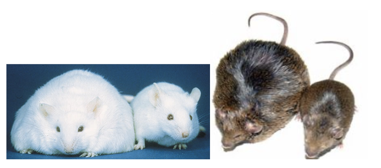 <p>Leptin receptor gene loss of function (db-/db-) and wild type, and leptin gene mutant (ob-/ob-) and wild type mice. The leptin gene was named OB for the obese phenotype of <em>those missing it.</em></p>