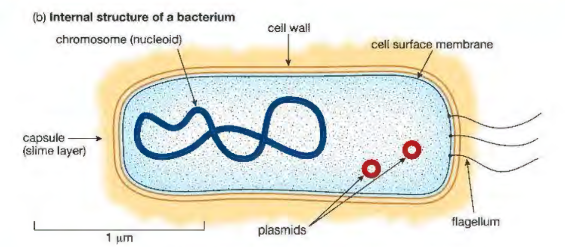 <ol><li><p>Capsule—>Prevent itself from antibiotics and WBC attack</p></li><li><p>Call wall—>Made out of peptidoglycan—>Extra protection</p></li><li><p>Cell surface membrane—>Control movement of substances in and out </p></li><li><p>Chromosome (nucleoid)—>Division and reproduction </p></li><li><p>Plasmid—>Extrachromosomal DNA—>Genetic engineering </p></li><li><p>Flagellum—>Movement </p></li></ol><p></p>
