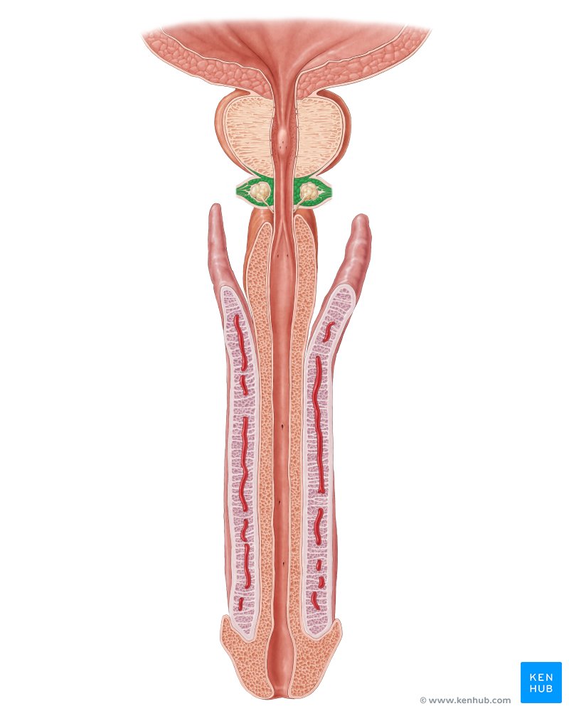 <p>M. sphincter urethrae</p>