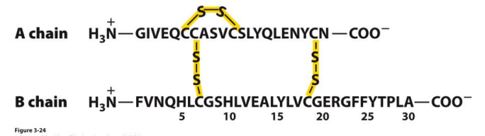 <ul><li><p>Covalent cross-link (bridge) by <u>two</u> amino acid <strong>cysteine </strong>to form a <strong>cystine </strong></p></li><li><p>Can be intrachain or interchain</p></li><li><p>Is reversible (depending on the oxidizing or reducing environment) </p></li></ul><p></p>