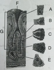 <p>name the structure labeled G</p>
