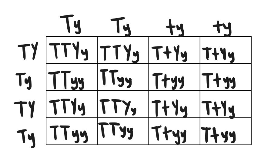 <p>Tall, yellow = 8</p><p>Tall, green = 8</p><p>Short, yellow = 0</p><p>Short, green = 0</p>