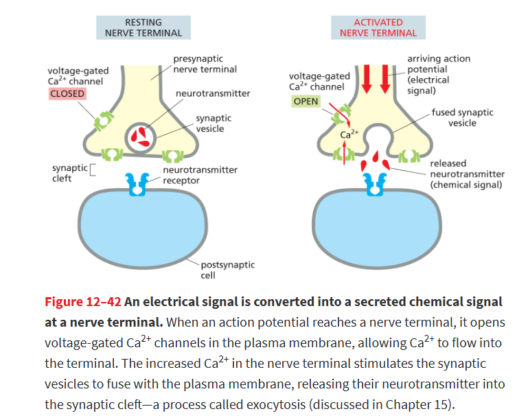 <p>When an action potential reaches the nerve terminal, voltage-gated Ca²⁺ channels open.<br>Ca²⁺ <strong>rushes into the cell</strong>, which <strong>triggers synaptic vesicles to fuse with the membrane</strong> and <strong>release neurotransmitters</strong> into the <strong>synaptic cleft</strong>, sending the signal to the next cell. (exocytosis)</p><ul><li><p>Ca²⁺ entering the neuron is the signal that causes neurotransmitter release.</p></li></ul><p></p>