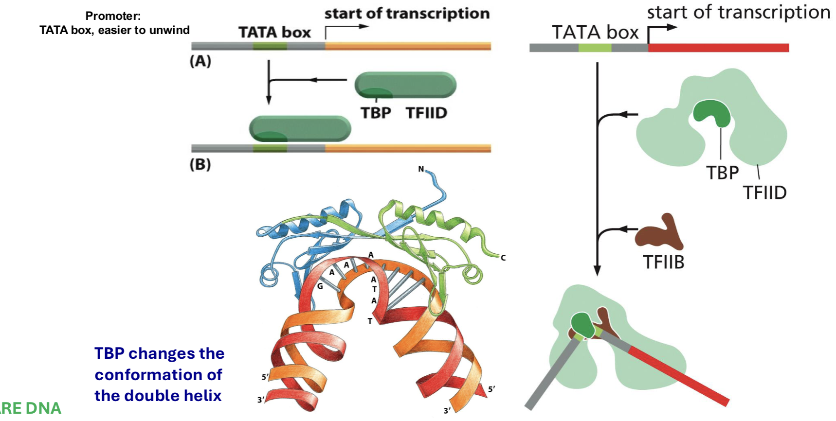 <p>TATA box recognized + TBP + TFIID binds to it → binds to TFIIB, RNA poly can interact w/ TFs + DNA → DNA bends + can be recognized by RNA poly</p>