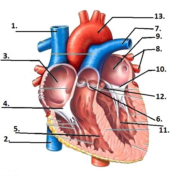 <p><span>(12)located between the left ventricle and the aorta</span></p>