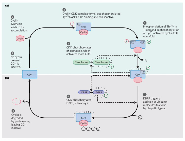 <p><strong>Ubiquitin</strong> = Regulatory protein that targets proteins for destruction</p><p><strong>Proteasomes</strong> = Proteolytic enzyme complexes</p><p><strong>DBRP</strong> = Destruction box recognizing protein</p>