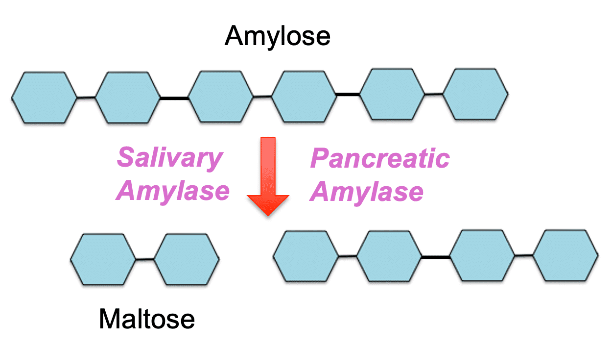 <p>starch is a mixture of both linear and branched glucose polymers, called amylose and amylopectin, respectively. The enzyme amylase digests amylose and the linear portion of amylopectin. enzyme activity produces smaller glucose polymer chains and can also release the disaccharide maltose. both salivary amylase and pancreatice amylase have the same enzyme activity, but are secreted from diff parts of the digestive tract.</p>