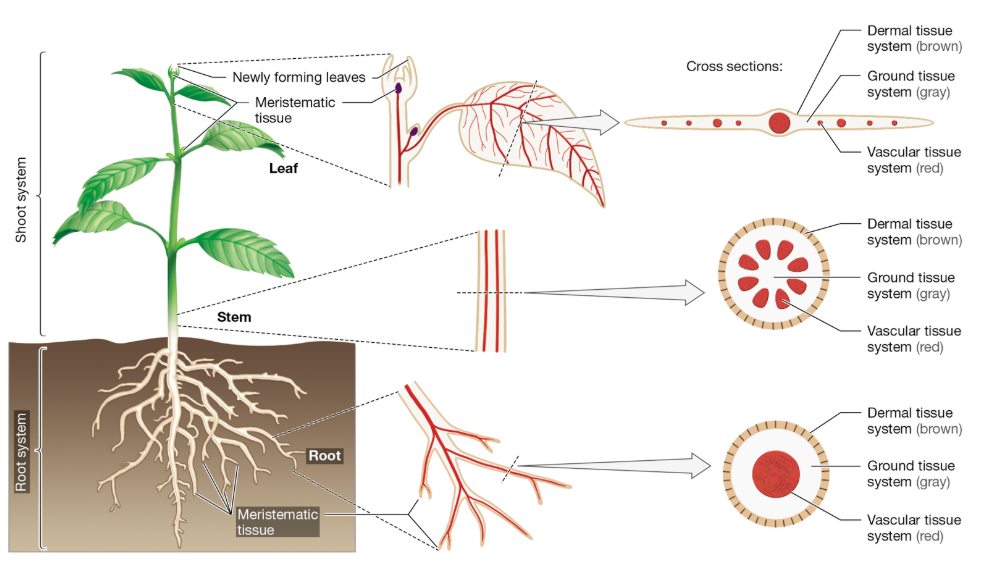 <p>Three Major Types of Plant Tissue Systems</p>