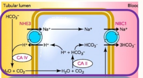 <ul><li><p>H2O and CO2 react together → H+ and HCO3-</p></li><li><p>bicarbonate is reabsorbed</p></li><li><p>protons are pumped out into the tubular lumen via co-transport of Na+ (uses the concentration gradient to power this)</p></li><li><p>H+ binds with HCO3- in the tubular lumen via the action of carbonic anhydrase → H2O and CO2 (cycle repeats again</p></li><li><p>HCO3- is reabsorbed into the blood via 3Na+ : HCO3- co-transporter</p></li></ul><p></p>