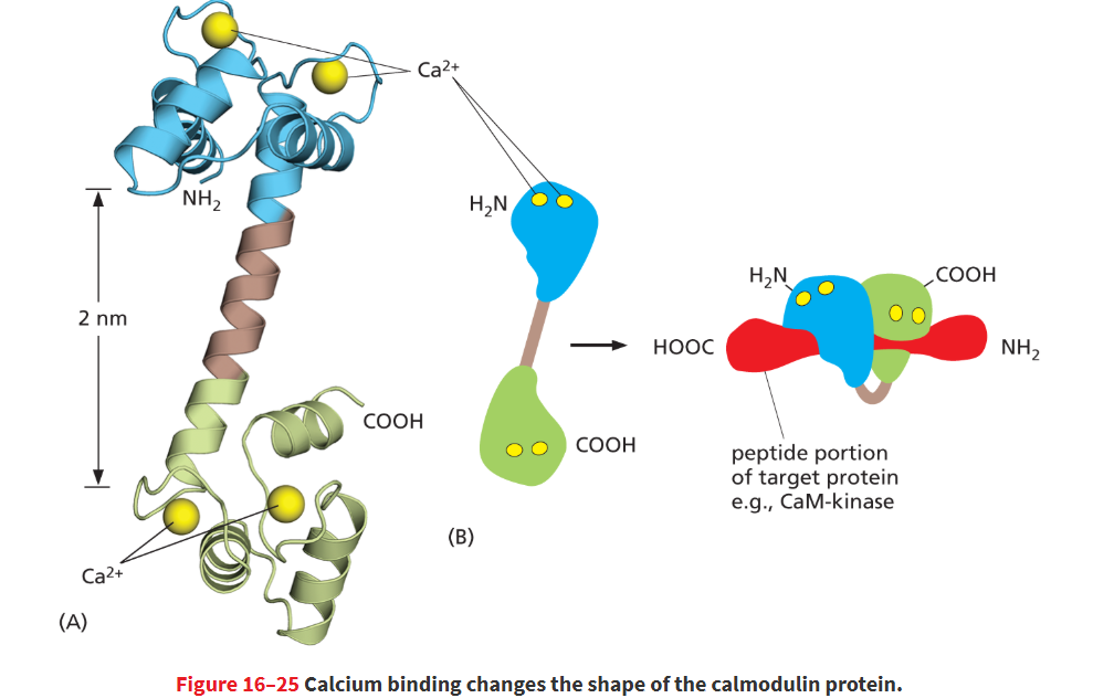 <p>Enzyme that phosphorylates target proteins in response to an increase in Ca2+ ion concentration through its interaction with the Ca2+-binding protein <strong>calmodulin</strong>.</p><ul><li><p>this is a class of target proteins for calmodulin to bind to!</p></li><li><p>involved in processes like learning, memory</p></li></ul><p></p>