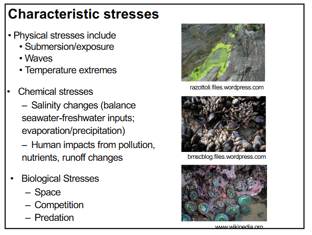 <p>-physical stresses → submersion/exposure, waves, and temperature extremes</p><p>-chemical stresses → salinity changes (balance seawater-freshwater inputs; evaporation/precipitation) and human impacts (from pollution, nutrients and runoff changes)</p><p>-biological stresses → space, competition and predation </p>