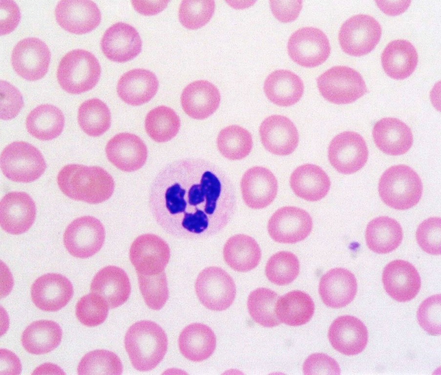 <p>Identifica el tejido y las células presentes</p>