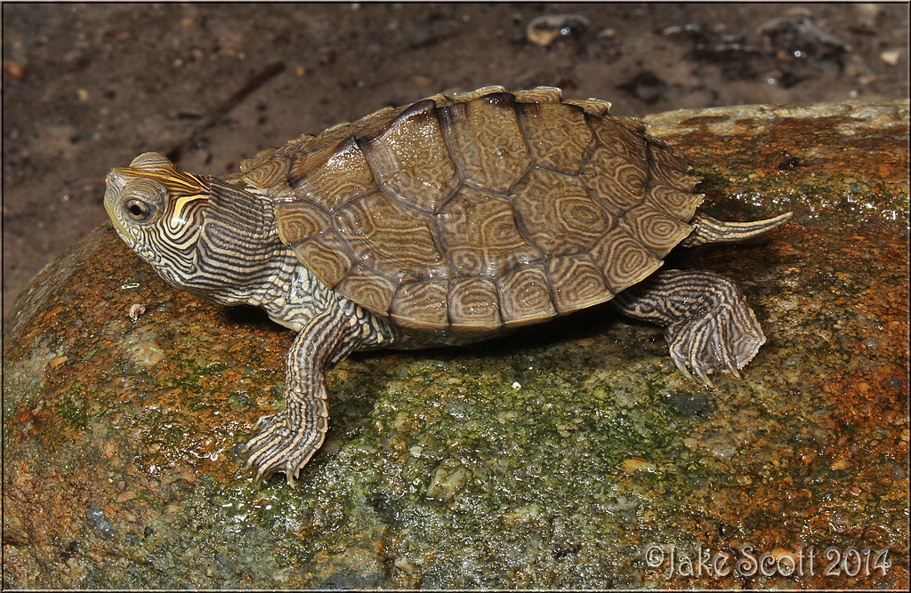 <p>False Map Turtle (<em>Graptemys pseudogeographica</em>)</p>