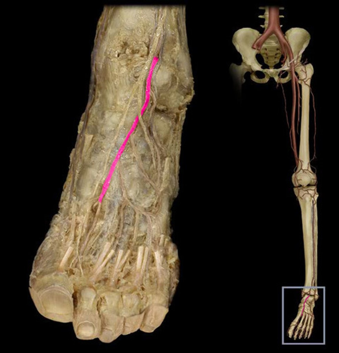 knowt flashcard image