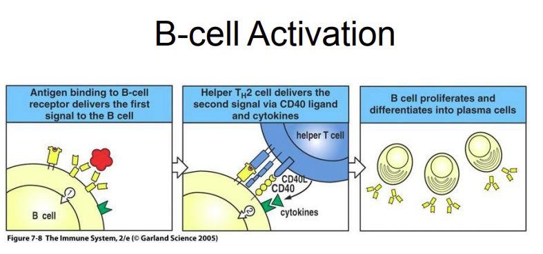 <p>Describe the steps of B-cell activation.</p>