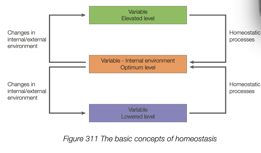 <ul><li><p>maintenance of stable, balanced internal environment in response to changes in both the interna and external environments</p></li><li><p>achieved through range of mechanisms inc:</p><ul><li><p>structural - physical features assist in tolerating changes</p></li><li><p>physiological - internal processes detect and respond to changes</p></li><li><p>behavioral - behaviors or actions helping organisms survive environment</p></li></ul></li><li><p>variable factors must be kept at optimum levels, changes in environment cause variables to become electaed or lowered - homeostasis maintains optimum</p></li></ul><p></p>