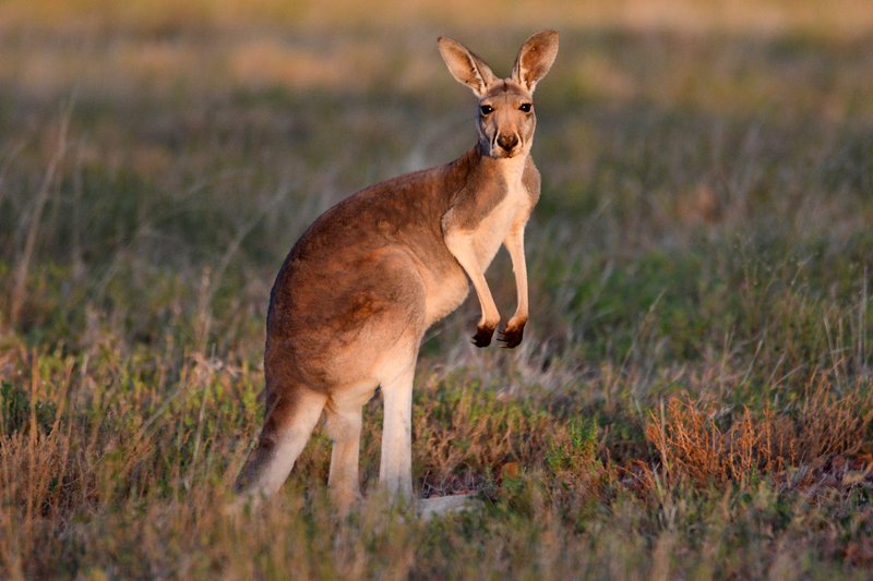 <p>Red Kangaroo</p>