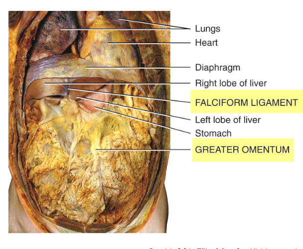 <p>Peritoneal Folds</p>