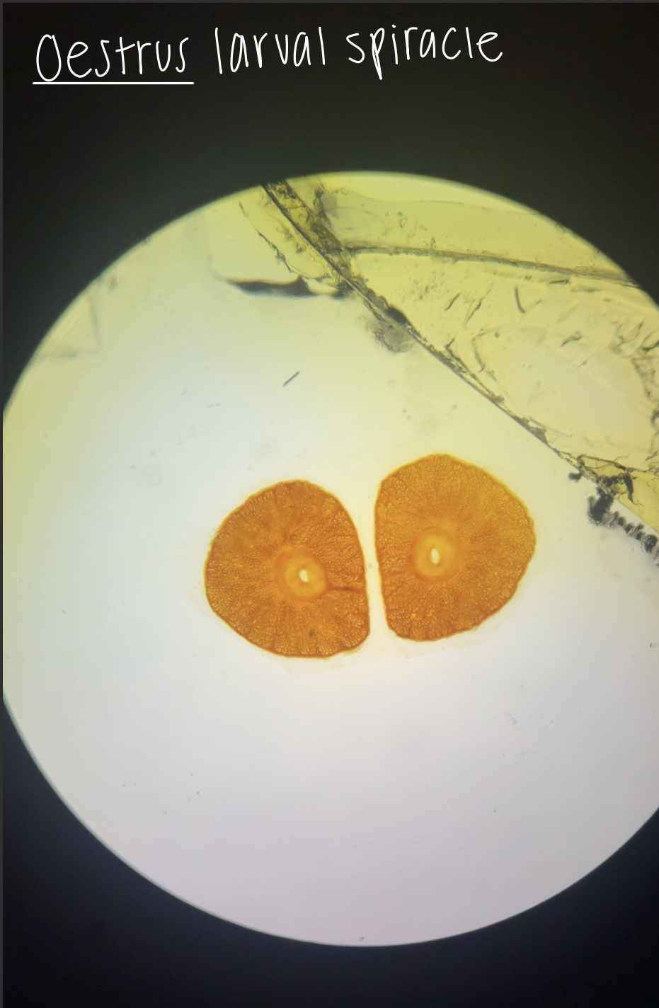<p>Oestrus ovis </p>