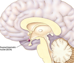 <p>- Structures located in the medial hypothalamus that function as the <u><mark data-color="#e2f8fe" style="background-color: rgb(226, 248, 254); color: inherit;">major circadian clocks in mammals.</mark></u></p><p>- Damage to the SCN disrupts the normal circadian timing of sleep-wake cycles and other biological rhythms.</p>