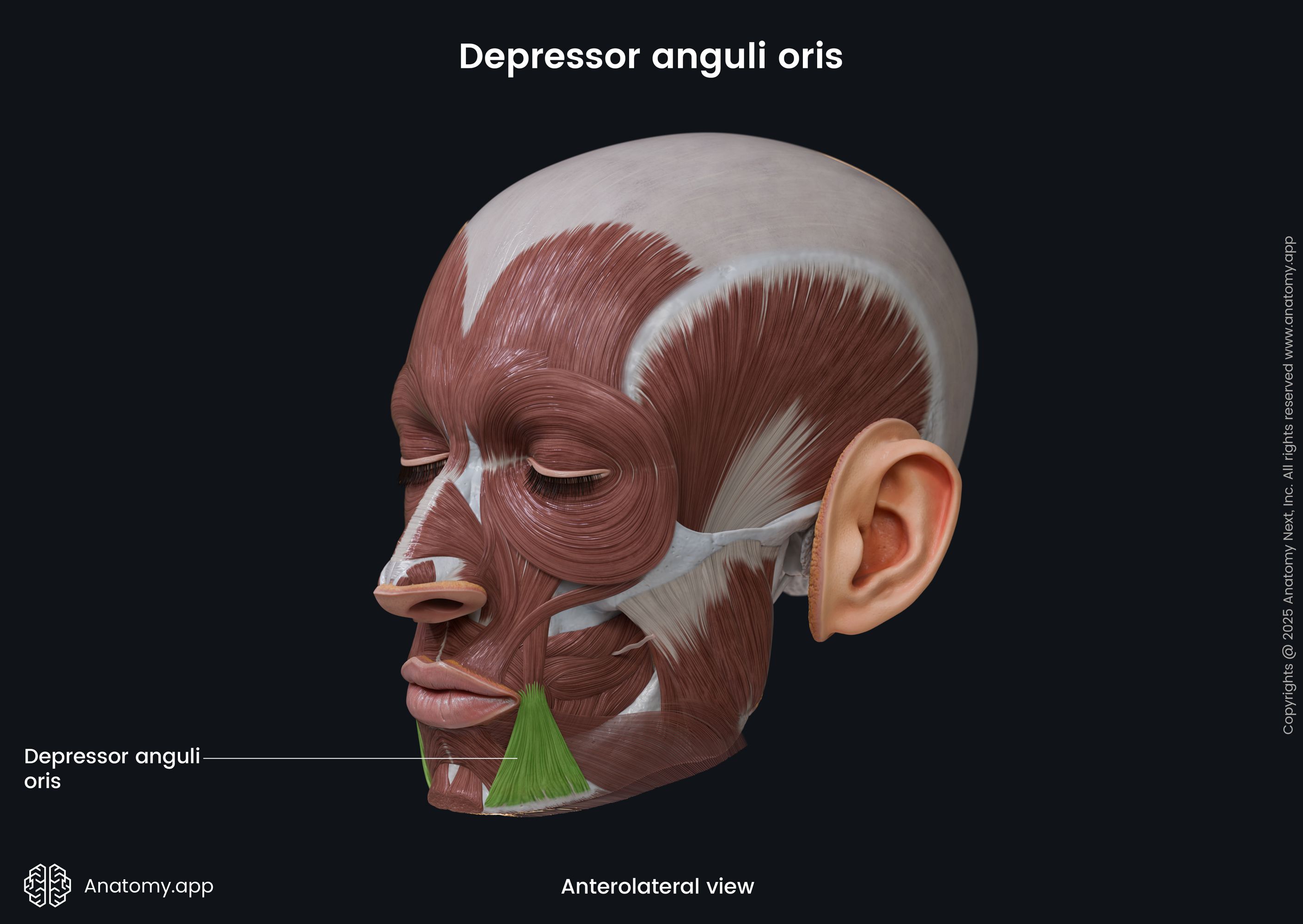 <p>A: Lower face; runs from the mandible toward the corner of the mouth.</p>