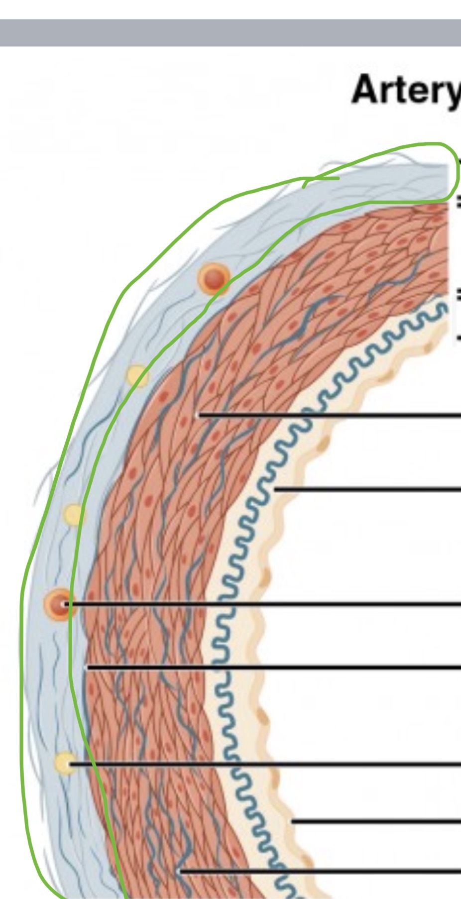 <p><span>outermost layer (except capillaries)</span></p><p class="s13"><span>○Sheath of connective tissue that holds the vessel in place</span></p>