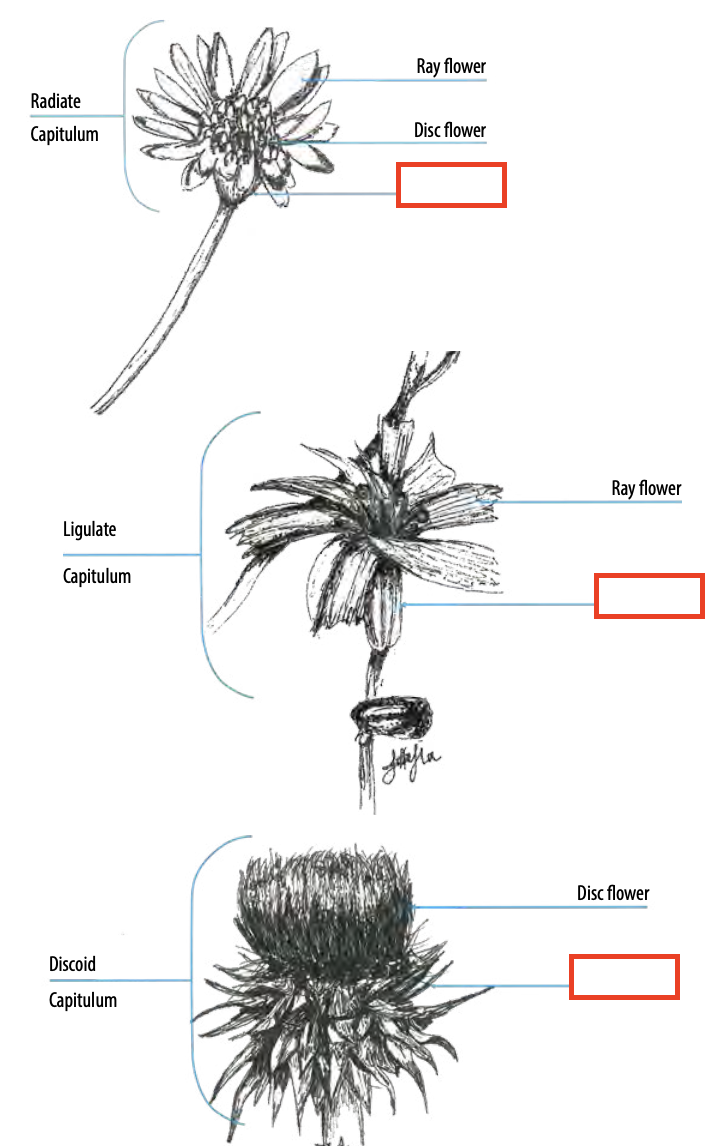 <ul><li><p><span style="font-size: small;"><span>In Asteraceae, the involucral flower head bracts (modified leaves that encase/subtend flower)</span></span></p></li></ul><p></p>