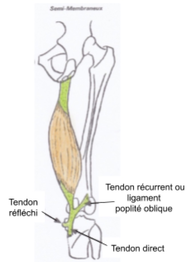 <p>FAUX : le tendon réfléchi est une expansion du semi-membraneux !!</p><p>Le semi-membraneux se termine par deux tendons : </p><ul><li><p>le tendon direct : condyle tibial médial (face post)</p></li><li><p>Le tendon réfléchi : condyle tibial médial (en dedans), au dessus de l’insertion des muscles de la patte d’oie</p></li></ul><p></p>