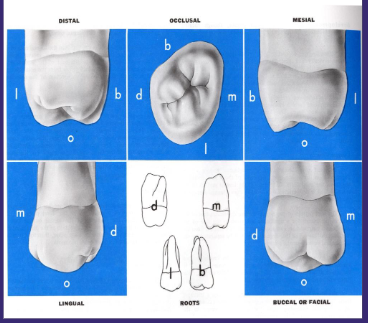 <p>Most variation of all molars in size, shape, and relative position to other teeth</p><p>Often a developmental anomaly or doesn’t form at all </p><p>Crown is shorter than second, roots tend to fuse (one fused root)</p><p>Occlusal outline is more heart shaped</p><p>Poorly developed or absent distopalatal cusp</p>