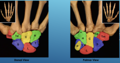 <p>S - Scaphoid</p><p>L - Lunate</p><p>T - Triquetrum</p><p>P - Pisiform</p><p>T - Trapezium</p><p>T - Trapezoid</p><p>C - Capitate</p><p>H - Hamate</p><p>*pay careful attention to the pisiform & triquetrum</p>