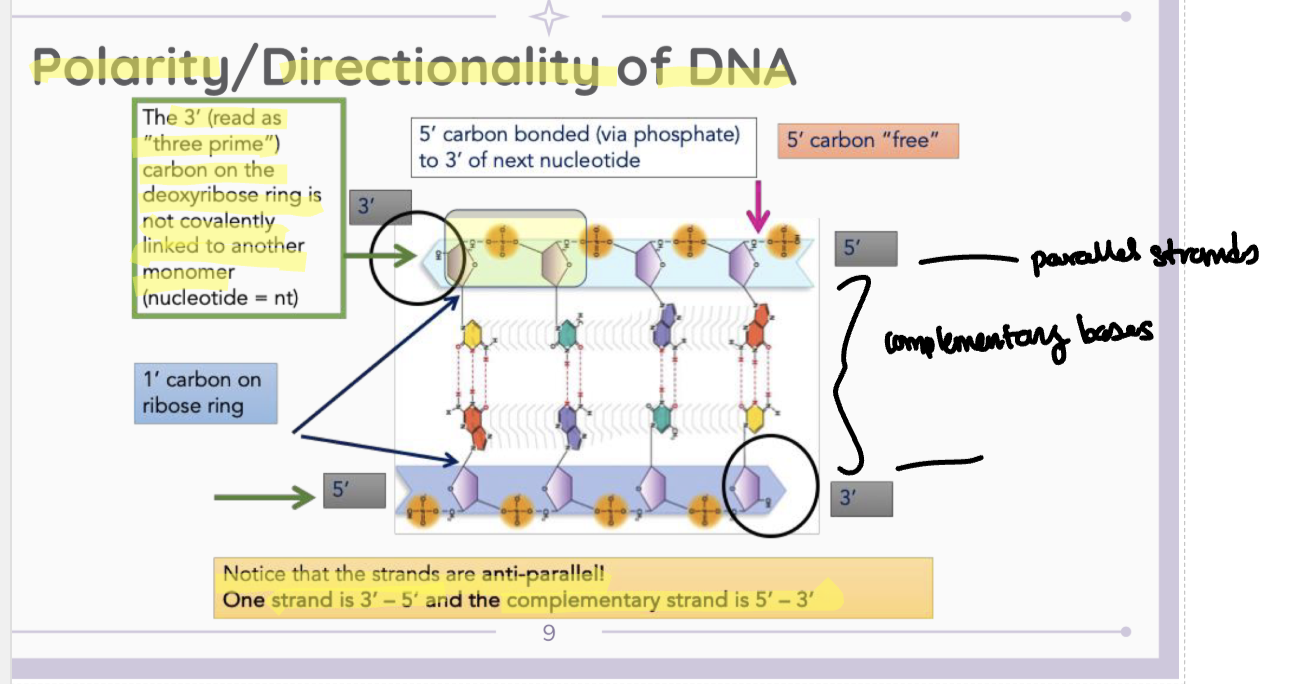 <ul><li><p>3’ carbon on the deoxyribose ring is not covalently linked to another monomer.</p></li><li><p>5’ carbon bonded (via phosphate) to 3’ of next nucleotide</p></li><li><p>1’ carbon on ribose ring</p></li><li><p>Strands are anti-parallel. 3’-5’ and complementary strand 5’-3’.</p></li></ul><p></p>