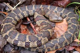 <p>northern water snake</p>