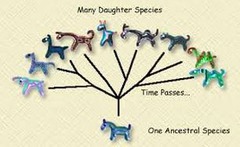 <p>Changes in traits and genes over time</p><p>- Microevolution: short-term changes in allele frequency (population level)</p><p>- Macroevolution: long-term changes above the species or population level (genera, families)</p><p>- Smallest unit = Population</p>
