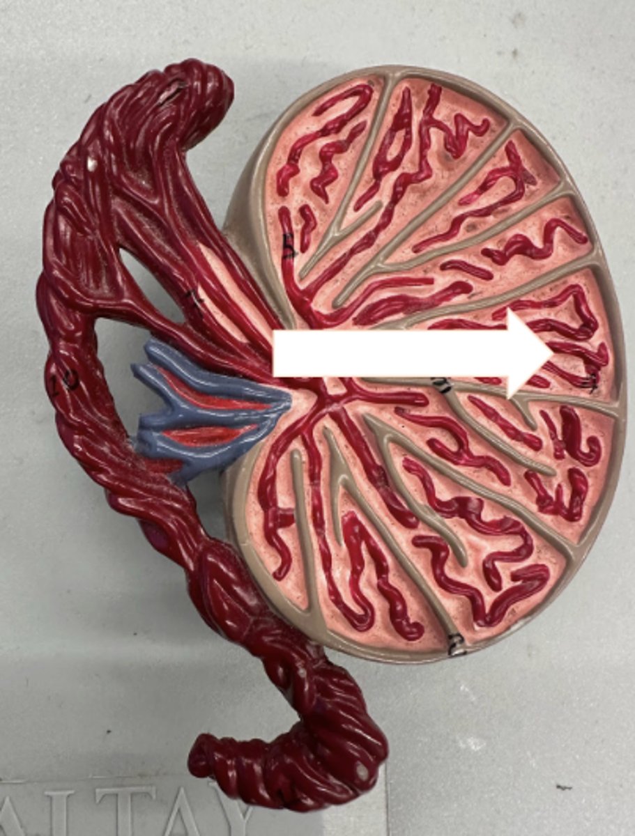 <p>• microscopic ducts for sperm cells</p><p>• Leydig cells are OUTSIDE these tubules and produce testosterone</p>