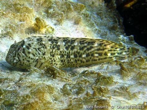 <p>Parablennius sanguinolentus</p>