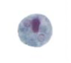 <p>What Amaeba is this?</p>