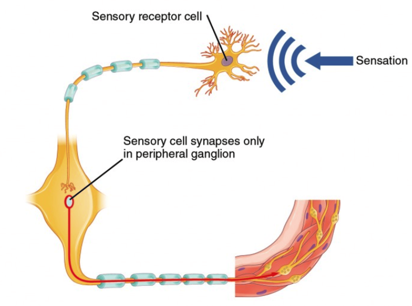 <p>- Carry sensory signals towards the CNS.</p><p>- Arriving sensory inputs (skin, eyes, organs).</p>