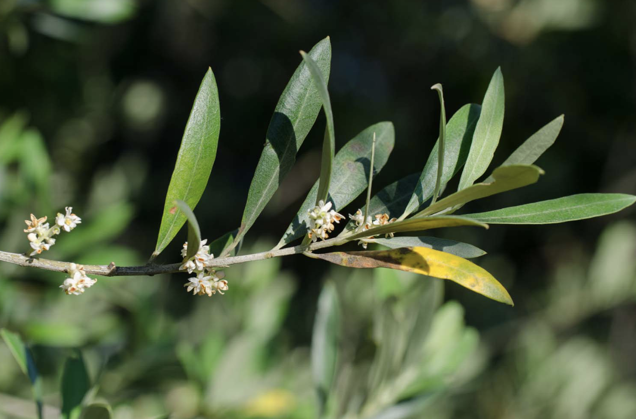 <p>Identificar la Oleaceae</p>