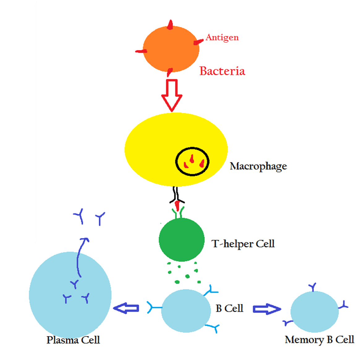 <p><span style="font-family: "Wingdings 2";"></span><span>cell type responsible for manufacturing and secreting antibodies.</span></p>
