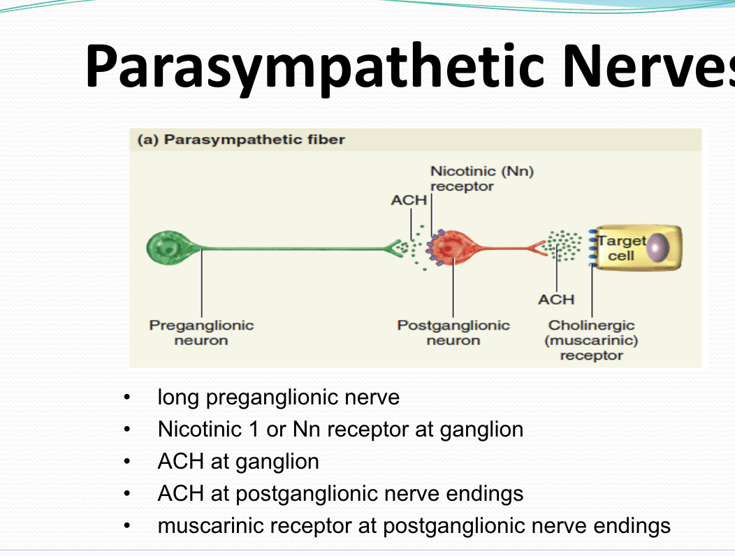 <p><span style="background-color: transparent;"><strong>Parasympathetic Nerves steps</strong></span></p>
