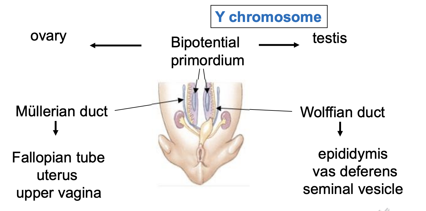 <p>the fetus has a bipotential primordium and rudimentary reproductive tracts</p><p>Bipotential primordium</p><ul><li><p>ovary or tesis</p></li></ul><p>Rudimentary reproductive tracts</p><ul><li><p>mullerian duct - female</p><ul><li><p>fallopian tube</p></li><li><p>uterus</p></li><li><p>upper vagina</p></li></ul></li><li><p>Wolffian duct -male</p><ul><li><p>Epididymis</p></li><li><p>vas deferens</p></li><li><p>seminal vesicle</p></li></ul></li><li><p>However the fetus will at both before fully develpping their spefic organs for their assigned brith</p></li></ul><p></p>